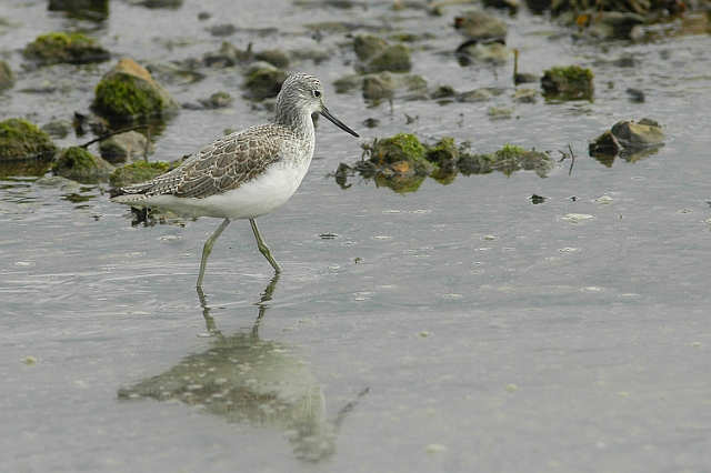 greenshank, greenshanks, green-4.jpg - GREENSHANK - EMSWORTH - 28.2.09